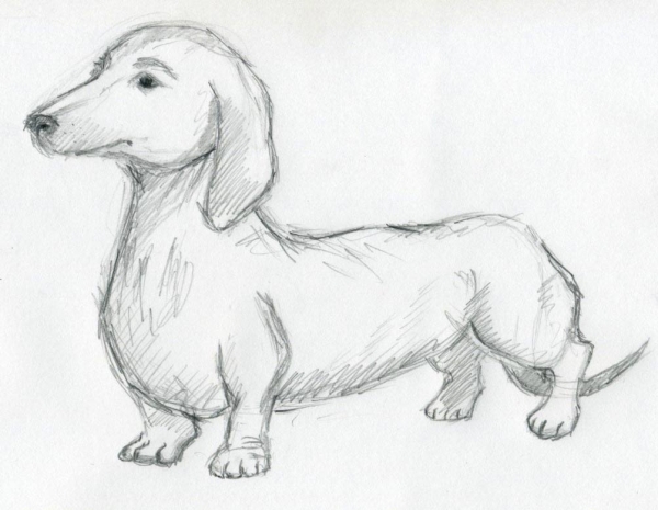 Cẩm nang Cách vẽ con chó bằng bút chì Từ cơ bản đến nâng cao
